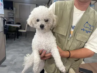 비숑 프리제 - 강아지