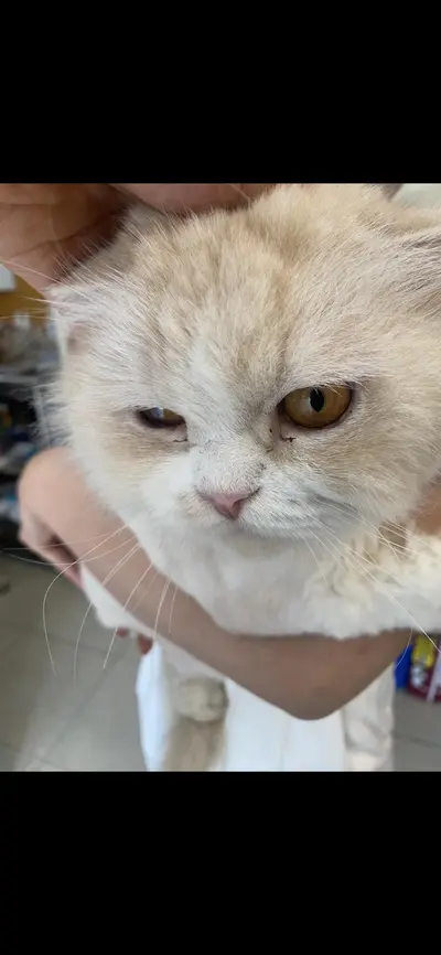 페르시안 - 고양이