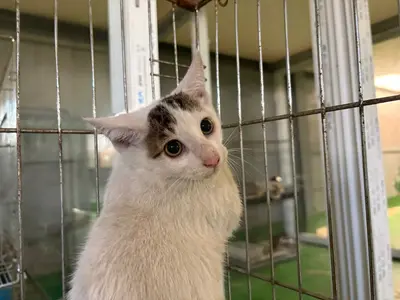 한국 고양이 - 고양이