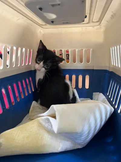 한국 고양이 - 고양이