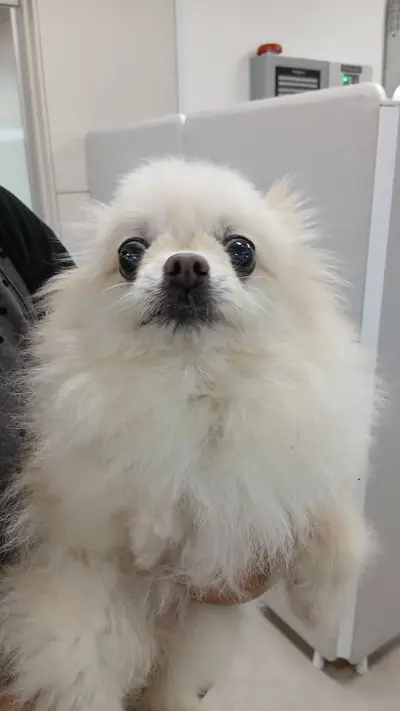 치와와 - 강아지