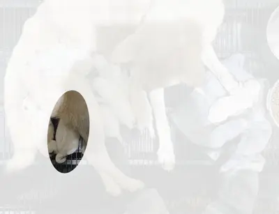 진도견 - 강아지