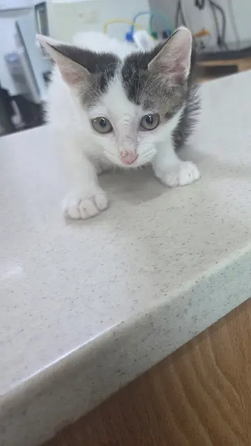 한국 고양이 - 고양이