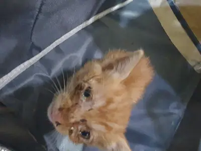 한국 고양이 - 고양이