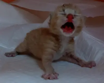 한국 고양이 - 고양이