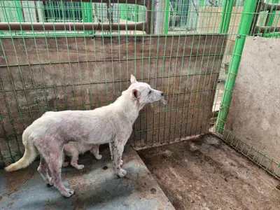 믹스견 - 강아지