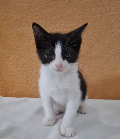 믹스묘 - 고양이