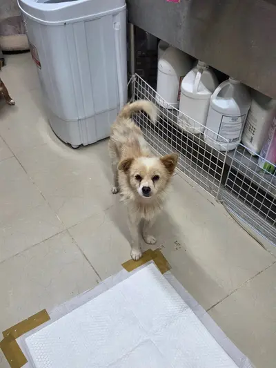 믹스견 - 강아지