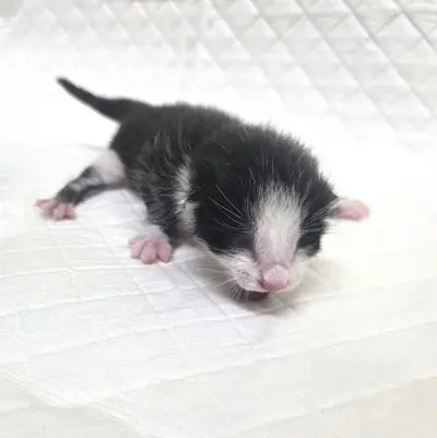 한국 고양이 - 고양이