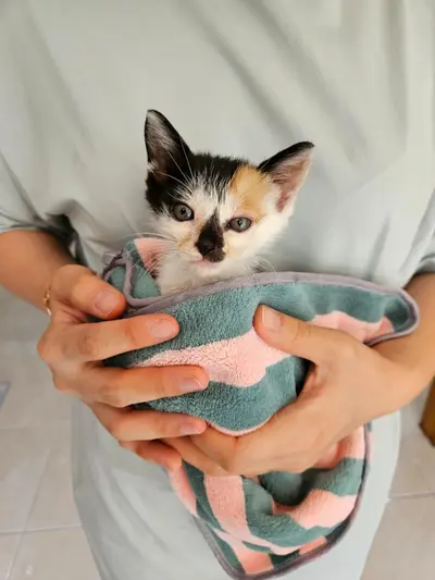 한국 고양이 - 고양이