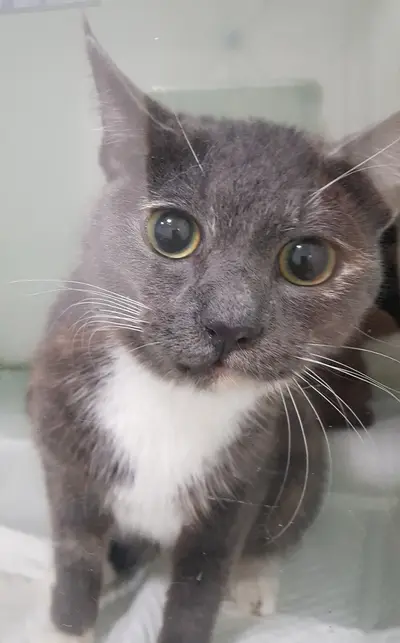믹스묘 - 고양이