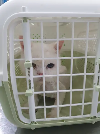 터키시 앙고라 - 고양이