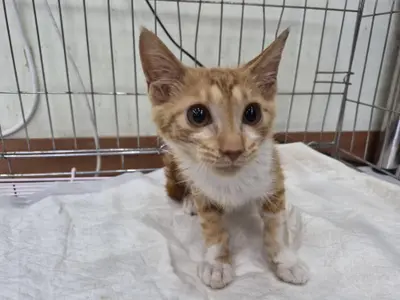 한국 고양이 - 고양이