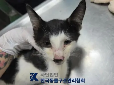 한국 고양이 - 고양이