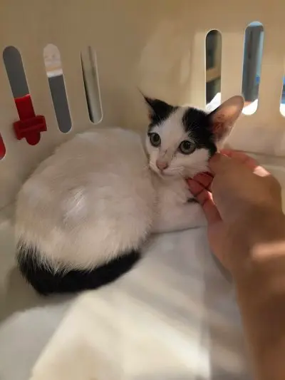 믹스묘 - 고양이