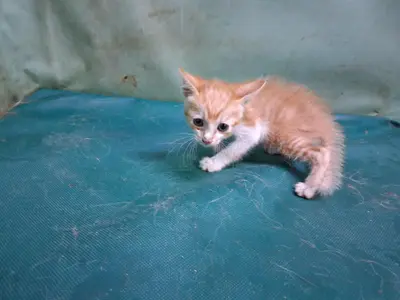 한국 고양이 - 고양이