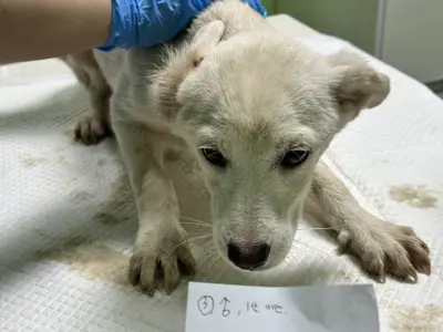 믹스견 - 강아지