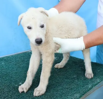 믹스견 - 강아지
