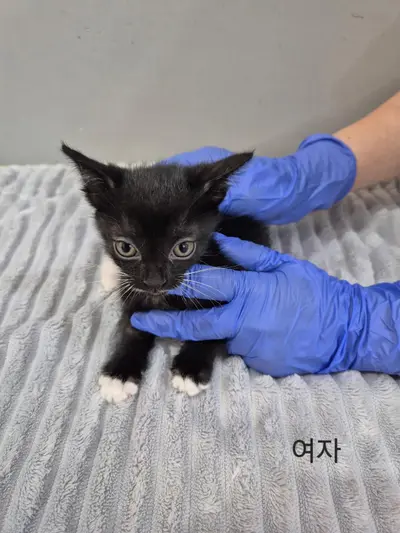 한국 고양이 - 고양이
