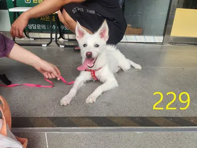 믹스견 - 강아지