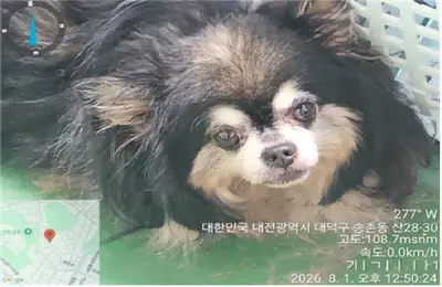 치와와 - 강아지