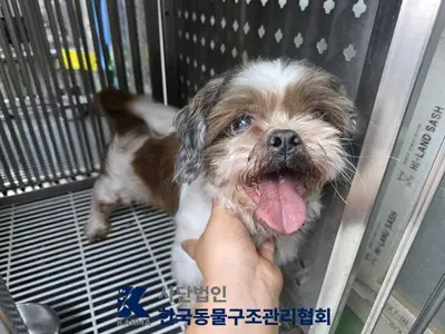 시츄 - 강아지