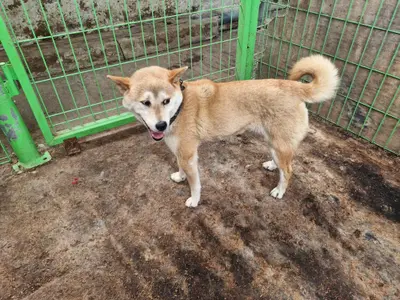 믹스견 - 강아지