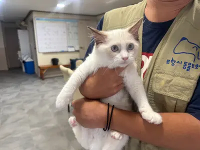 레그돌 - 고양이