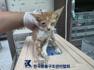 한국 고양이 - 고양이