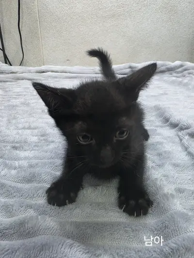 한국 고양이 - 고양이
