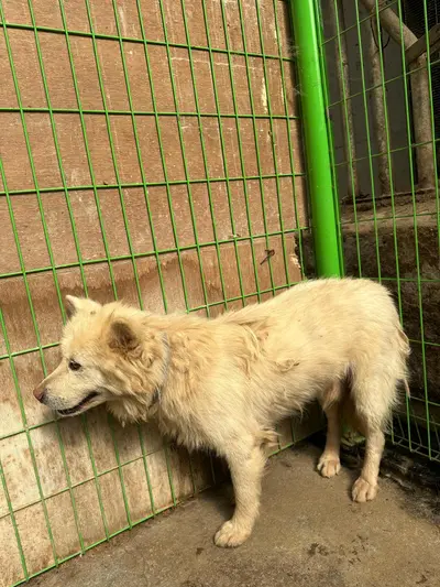 믹스견 - 강아지
