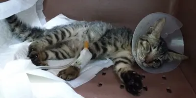 한국 고양이 - 고양이