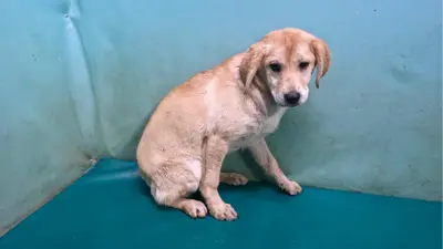 믹스견 - 강아지