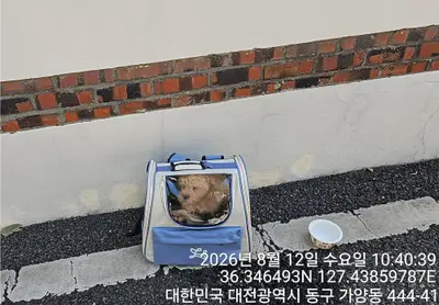믹스견 - 강아지