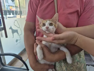 믹스묘 - 고양이