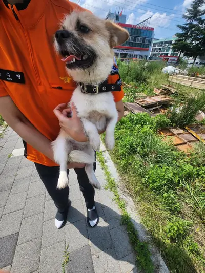 믹스견 - 강아지