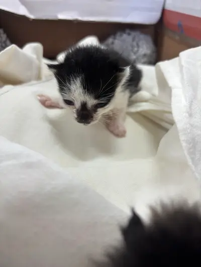 한국 고양이 - 고양이