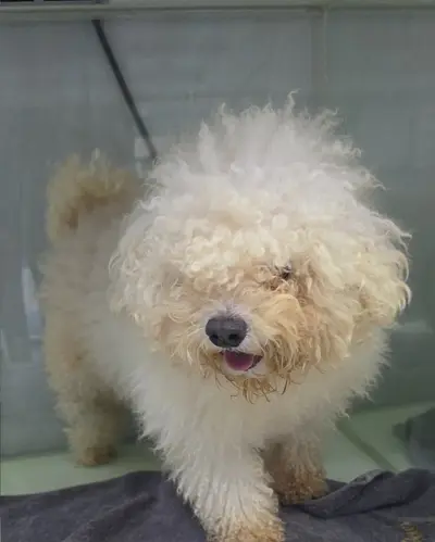 비숑 프리제 - 강아지