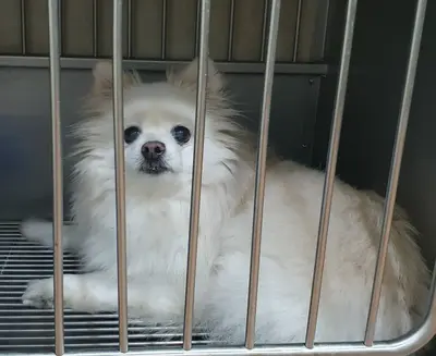 포메라니안 - 강아지