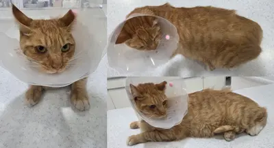 한국 고양이 - 고양이