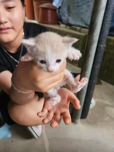한국 고양이 - 고양이