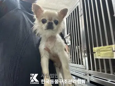 치와와 - 강아지