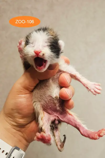 한국 고양이 - 고양이
