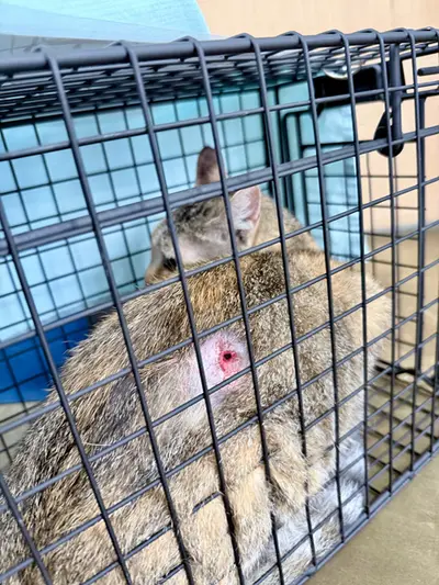 한국 고양이 - 고양이