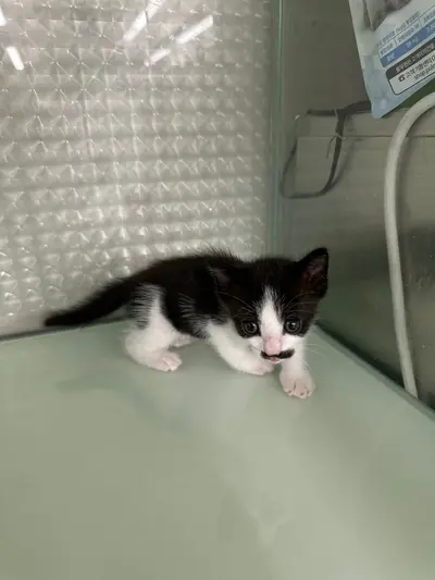 한국 고양이 - 고양이