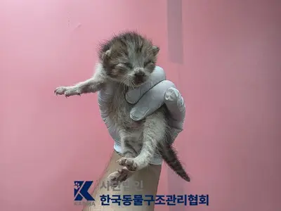 한국 고양이 - 고양이