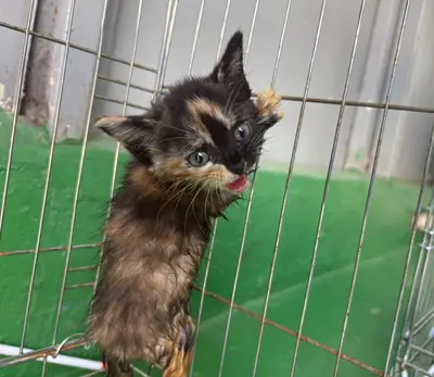 한국 고양이 - 고양이