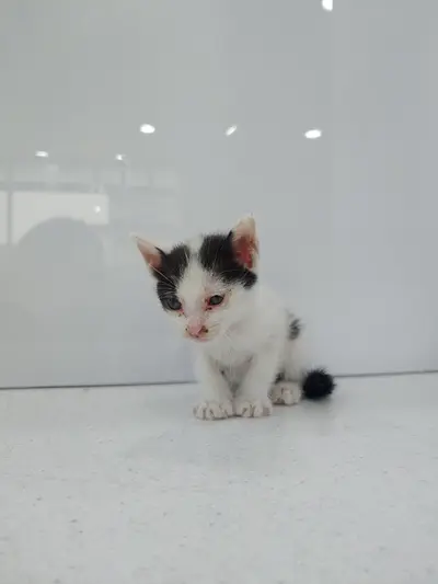 한국 고양이 - 고양이