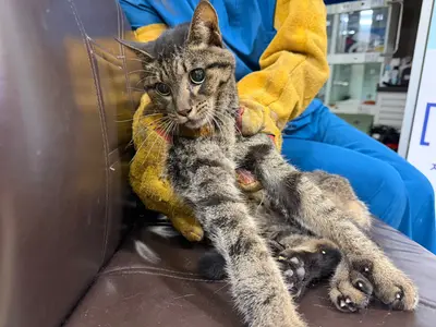 한국 고양이 - 고양이