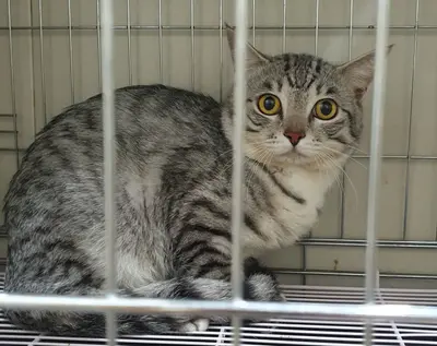 한국 고양이 - 고양이